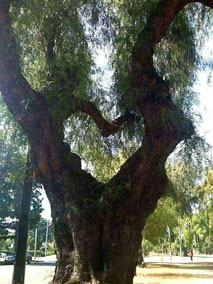 Simbolo radici