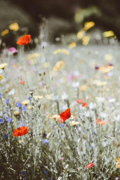 fiori di prato 003