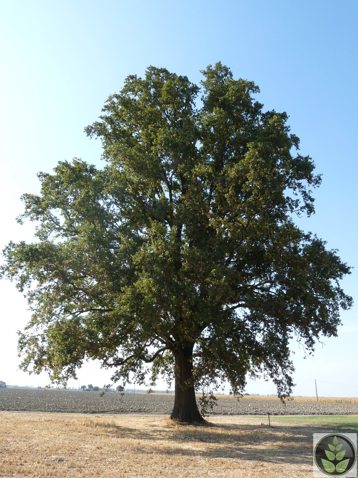 alberi