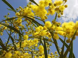 mimose